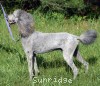 A photo of Mithril Asher In The Sky, a silver standard poodle