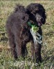 A photo of Judah, a blue standard poodle puppy
