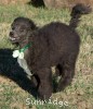A photo of Judah, a blue standard poodle puppy