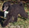 A photo of Judah, a blue standard poodle puppy