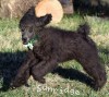A photo of Judah, a blue standard poodle puppy