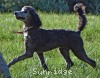 A photo of Panna, a silver standard poodle puppy