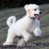 A photo of Gregory, a white standard poodle puppy