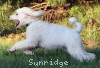 A photo of Gregory, a white standard poodle puppy