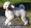 A photo of Gregory, a white standard poodle puppy