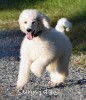A photo of Gregory, a white standard poodle puppy