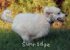 A photo of Gregory, a white standard poodle puppy