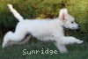 A photo of Gregory, a white standard poodle puppy