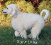 A photo of Gregory, a white standard poodle puppy