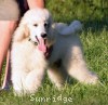 A photo of Gregory, a white standard poodle puppy