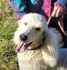A photo of Sunridge Vision of Moonlight Dymonds, a white standard poodle