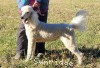 A photo of Sunridge Vision of Moonlight Dymonds, a white standard poodle