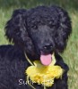 A photo of Sara, a black standard poodle puppy