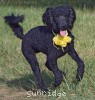 A photo of Sara, a black standard poodle puppy