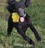 A photo of Sara, a black standard poodle puppy