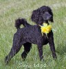 A photo of Sara, a black standard poodle puppy