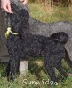 A photo of Sara, a black standard poodle puppy