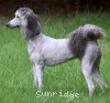 A photo of Pippi, a silver standard poodle