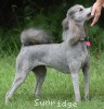 A photo of Pippi, a silver standard poodle