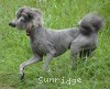 A photo of Pippi, a silver standard poodle