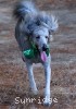 A photo of Pippi, a silver standard poodle