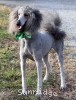 A photo of Pippi, a silver standard poodle