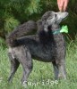 A photo of Pippi, a silver standard poodle