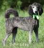 A photo of Pippi, a silver standard poodle