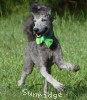 A photo of Pippi, a silver standard poodle