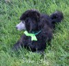 A photo of Pippi, a silver standard poodle