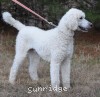 A photo of Rudy, a white standard poodle