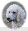 A photo of Rudy, a white standard poodle