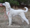 A photo of Rudy, a white standard poodle