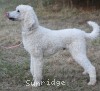 A photo of Rudy, a white standard poodle