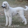A photo of Rudy, a white standard poodle