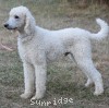 A photo of Rudy, a white standard poodle