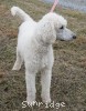 A photo of Rudy, a white standard poodle