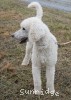 A photo of Rudy, a white standard poodle