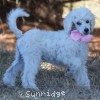 A photo of Peace, a white standard poodle puppy