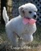 A photo of Peace, a white standard poodle puppy