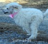 A photo of Peace, a white standard poodle puppy