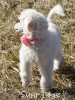 A photo of Peace, a white standard poodle puppy