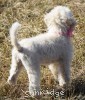 A photo of Peace, a white standard poodle puppy
