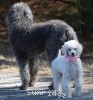 A photo of Peace, a white standard poodle puppy