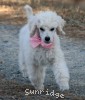 A photo of Peace, a white standard poodle puppy