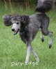 A photo of Padgette, a silver standard poodle