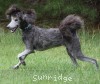 A photo of Padgette, a silver standard poodle