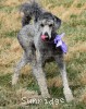 A photo of Padgette, a silver standard poodle