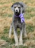 A photo of Padgette, a silver standard poodle