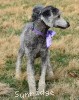 A photo of Padgette, a silver standard poodle